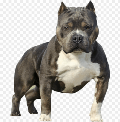 itbull silhouette bully psd free vector - sable tri american bully PNG images alpha transparency PNG transparent with Clear Background ID d009bfe5