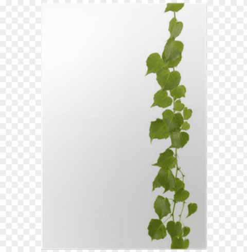ivy border PNG Graphic Isolated on Clear Background