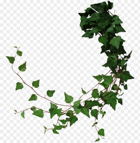 ivy by black b o x on deviantart - tree vines PNG transparent designs