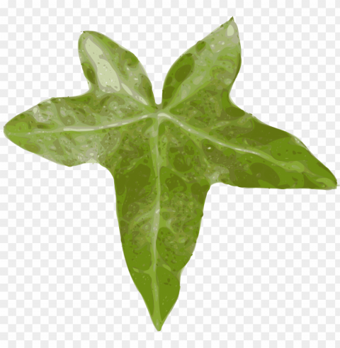ivy hedera ivy leaf leaf creeper evergreen - leaf clip art PNG Graphic Isolated with Transparency
