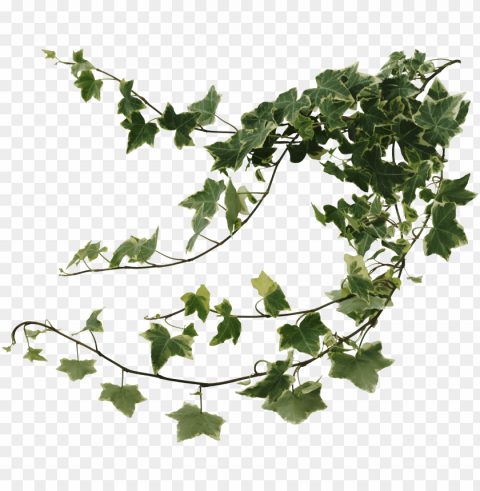 ivy wall clipart black and white - ivy vines Isolated Subject in Transparent PNG