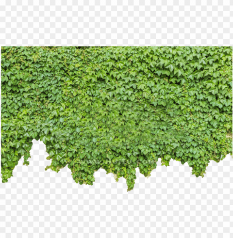 ivy wall - green wall Transparent background PNG images selection
