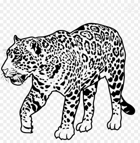 jaguar walking image - jaguar clipart black and white Transparent background PNG images selection