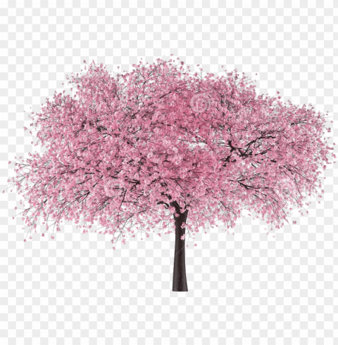 japan tree sakura - cherry blossom tree Transparent Cutout PNG Graphic Isolation