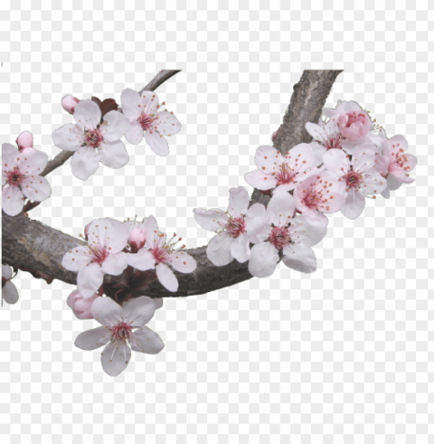 japanese cherry blossom tree - japanese cherry blossom PNG transparent design diverse assortment