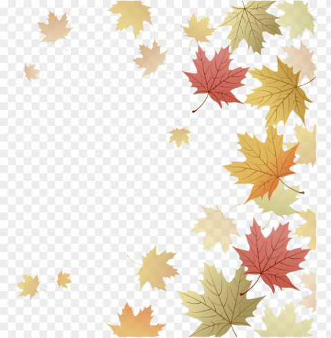 japanese maple red maple maple leaf autumn - fall leaves border transparent free PNG images for mockups