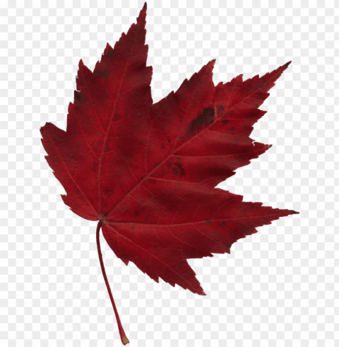 japanese maple leaf clip art royalty free - red maple leaf Isolated Item in Transparent PNG Format