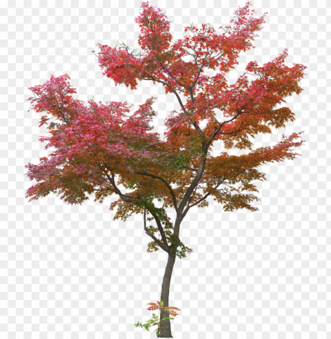 japanese tree leaf plant - red maple tree PNG images without BG