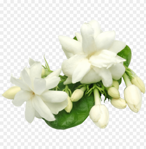 jasmine flower in thailand Transparent PNG images extensive variety PNG transparent with Clear Background ID 1343be90