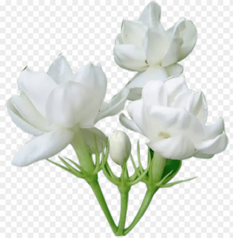 jasmine flower - jasmine PNG transparent photos comprehensive compilation PNG transparent with Clear Background ID a9ddcac1