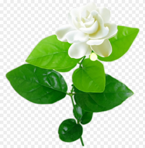 jasmine flower with leaves - jasmine flower vector Transparent PNG artworks for creativity PNG transparent with Clear Background ID ca2733a6