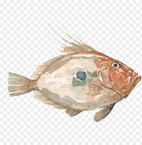 john dory - goldfish Clear Background PNG Isolated Design
