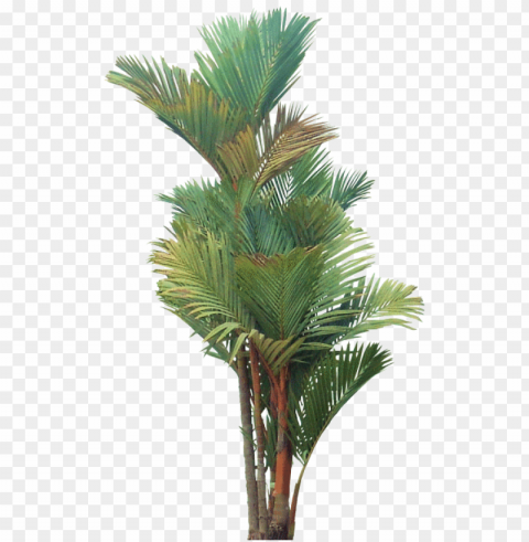 joli tube - red palm tree PNG images with transparent canvas compilation