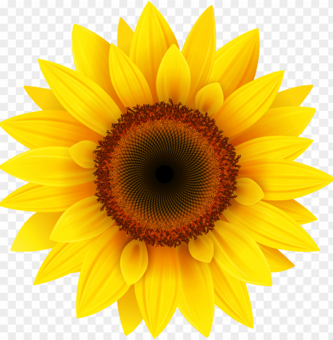 jpg black and white library sun flower clipart Transparent Background Isolation of PNG