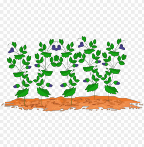jpg library on dumielauxepices net - clipart of pea plant Free PNG download