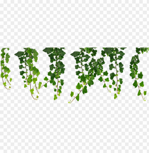 jpg royalty free download hanging vines by moonglowlilly - hanging vines clip art Isolated Item with Transparent PNG Background