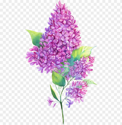 jpg royalty free edelweiss drawing purple hyacinth - flower lilac illustration PNG clear background