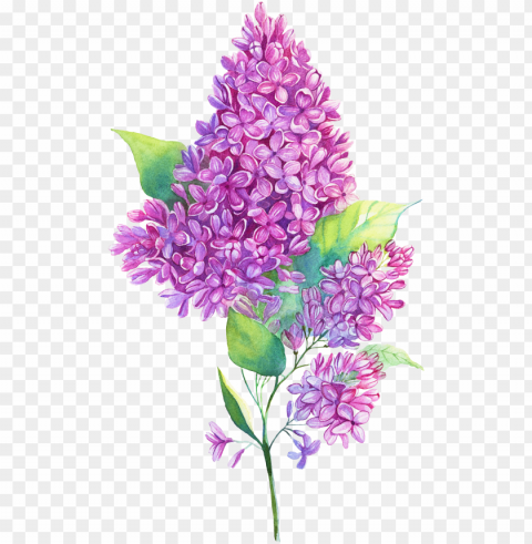 Jpg Royalty Free Edelweiss Drawing Purple Hyacinth - Flower Lilac Illustration PNG Clear Background