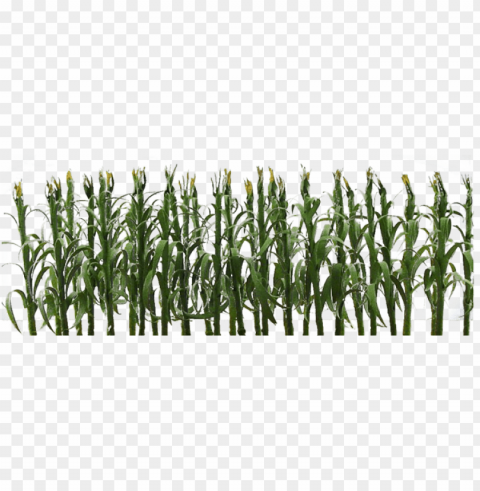 jtt corn stalks o-scale 0595512 PNG images with transparent layering