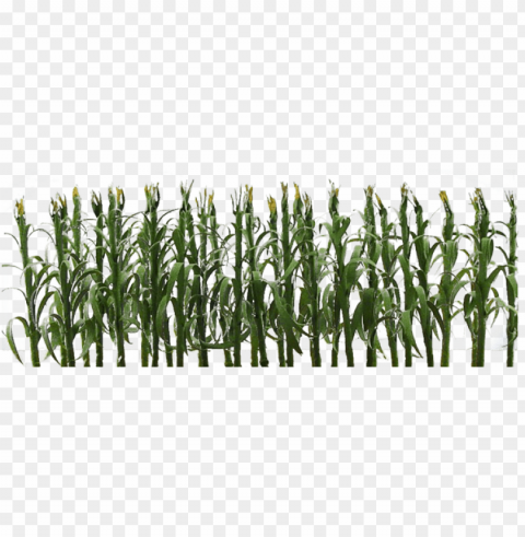 Jtt Corn Stalks O-scale 0595512 PNG Images With Transparent Layering