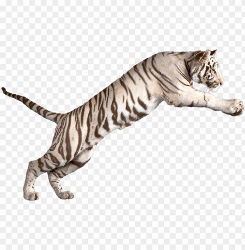 jumping white tiger - white tiger Transparent background PNG artworks