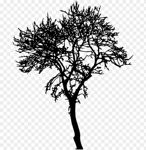 jungle tree silhouette transparent PNG format