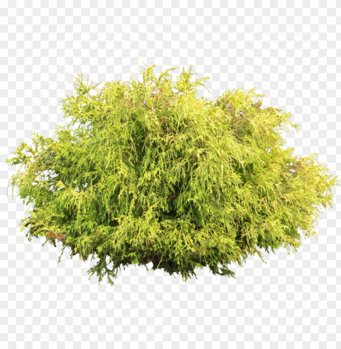 juniper bush - tree shrub Transparent PNG vectors