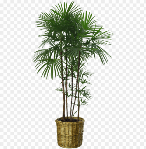 just copy these plants and you can adjust them in any - plant no Clear background PNG elements