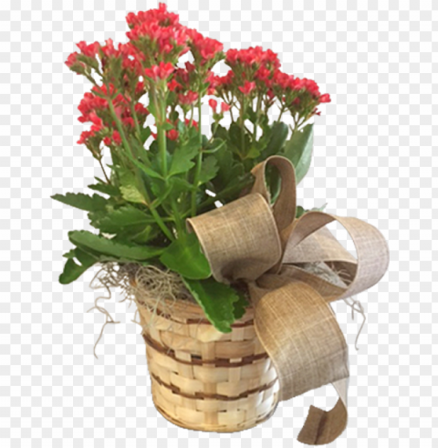 kalanchoe in a basket - bouquet ClearCut Background Isolated PNG Art