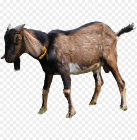 kambing kurban PNG transparent photos vast collection