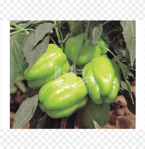 kandil dolma biber tohumu - green bell pepper Clear background PNG images comprehensive package