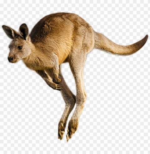kangaroo image - kangaroo Isolated Object with Transparency in PNG