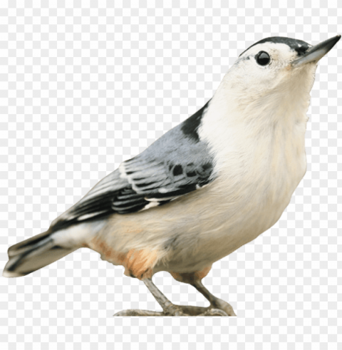 kaytee wild bird - oben mit vögeln ist kaffeetasse PNG clip art transparent background