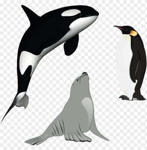 killer whale download - killer whale PNG graphics with alpha transparency bundle