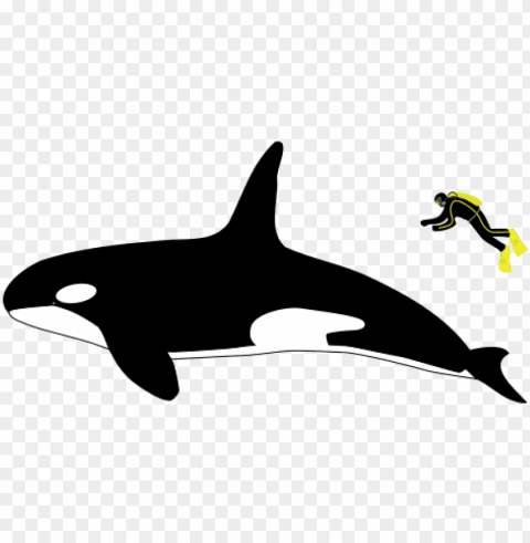 killer whale size compared to human Transparent PNG graphics bulk assortment PNG transparent with Clear Background ID c3e90eaf