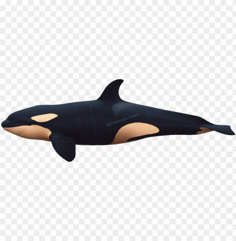 Killer Whales Bull Cow And Calf - Drawi PNG Graphic With Transparency Isolation