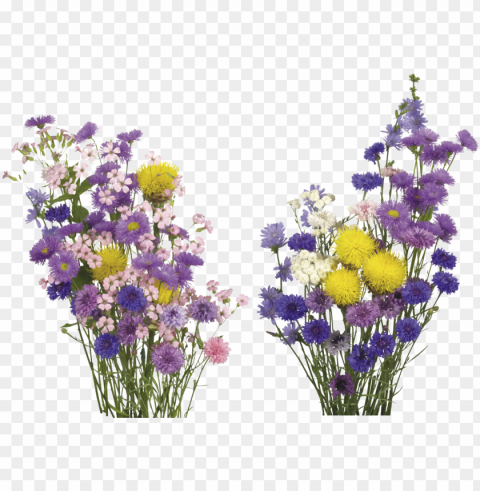 kisspng english lavender cut flowers overlay real flower - free flower overlay PNG for presentations