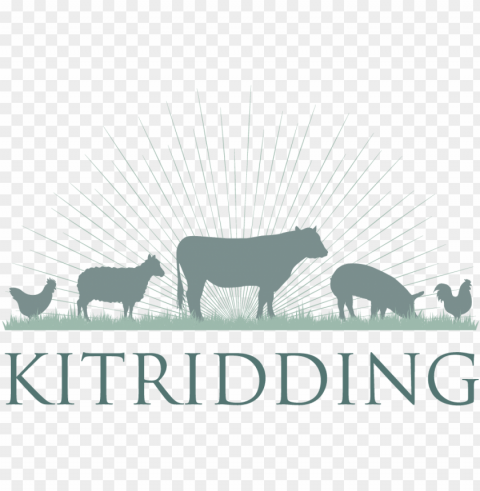 kitridding farm - dairy cow Transparent PNG Isolated Artwork