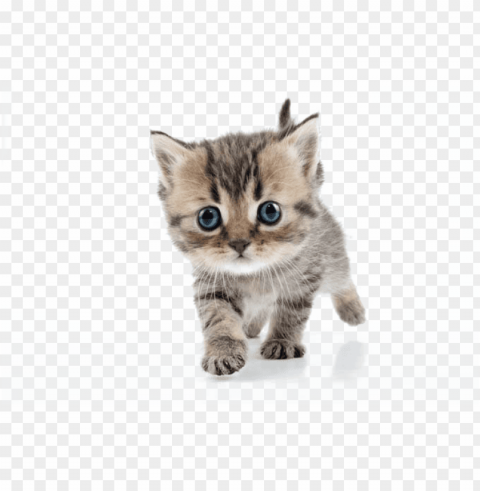 kitten stock - kitten PNG with Clear Isolation on Transparent Background
