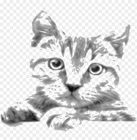 kitten whiskers tabby cat siamese cat javanese cat - drawi Transparent PNG images complete package