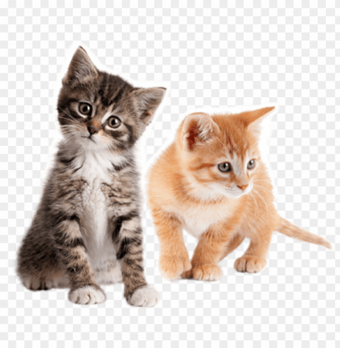 kittens no Transparent background PNG stockpile assortment PNG transparent with Clear Background ID fa9b852b