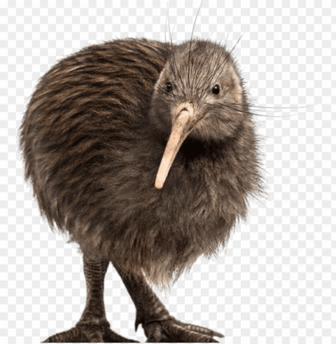 kiwi bird white Isolated Character in Transparent Background PNG