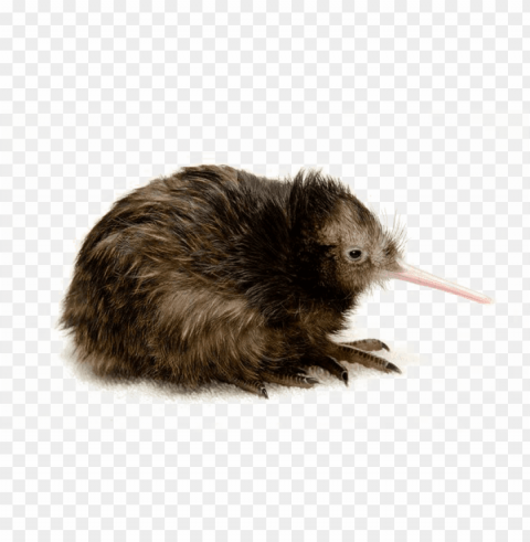 Kiwi The Bird No Copyright PNG Transparent Photos For Design