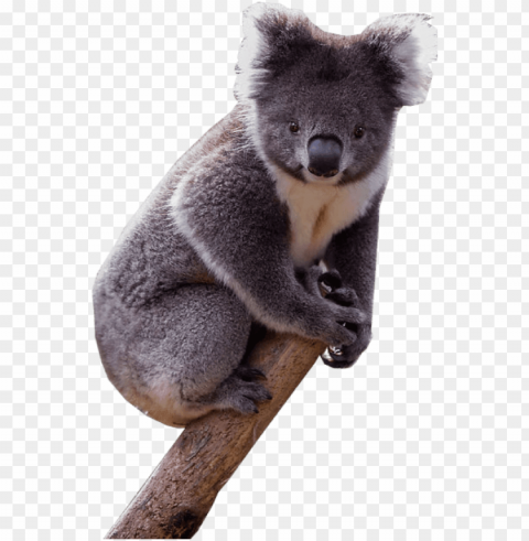 koala - koala with transparent ClearCut Background PNG Isolated Subject