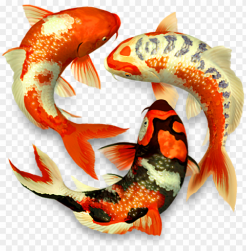 koi fish - 3d koi Isolated Artwork on Clear Background PNG
