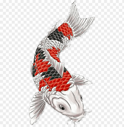 koi koitattoo fish fishtattoo fisch japanesetattoo - koi tattoo Transparent PNG Isolated Subject