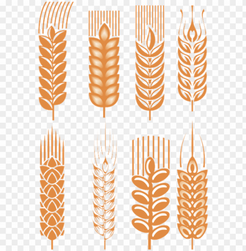 Колоски Пшеницы spikelets of wheat cereals - wheat HighResolution Isolated PNG with Transparency