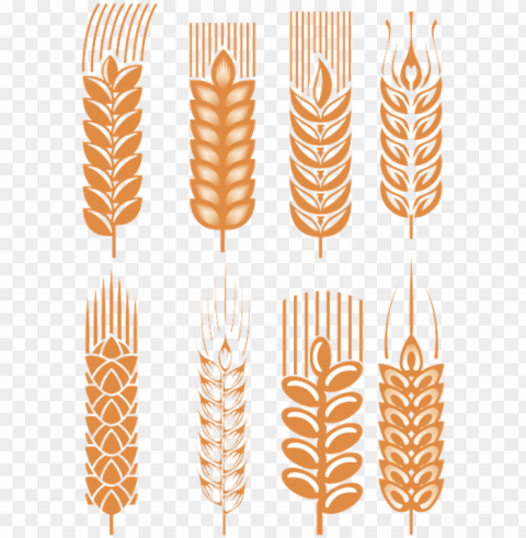 Колоски Пшеницы Spikelets Of Wheat Cereals - Wheat HighResolution Isolated PNG With Transparency