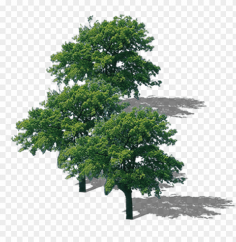 la rama superior del Árbol de descarga - 樹 俯視 Transparent PNG art
