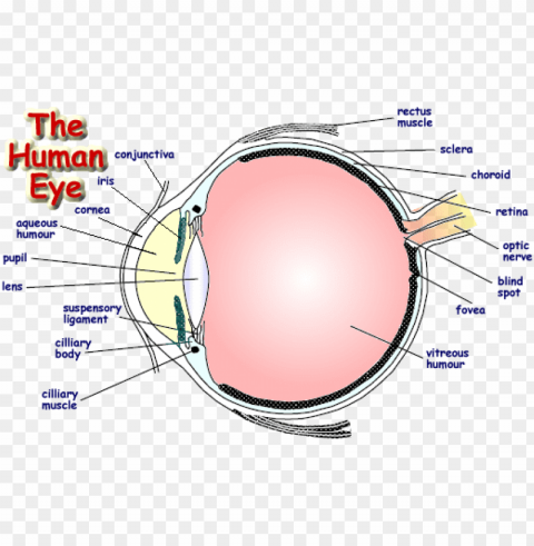 labelled diagram of human eye Isolated PNG Element with Clear Transparency